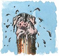 Pigling